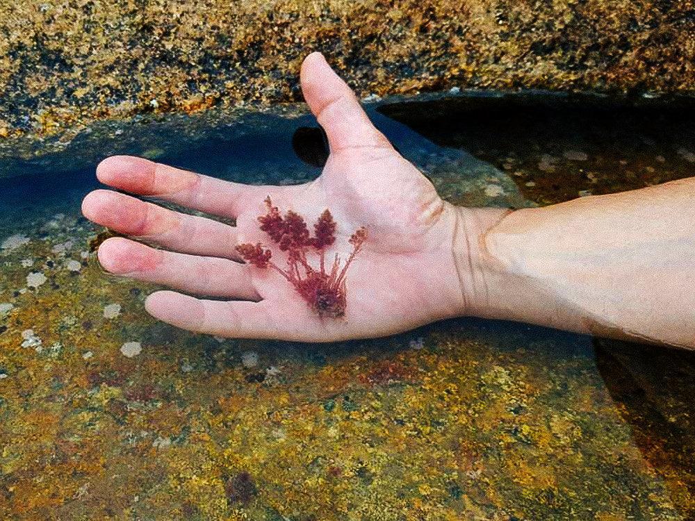 Is Seaweed our future saviour? - BOARDSOX® Australia