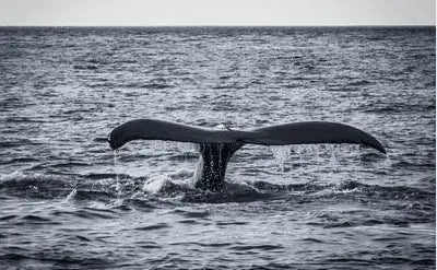日本がIWCを脱退 ― これはクジラにとって何を意味するのか？